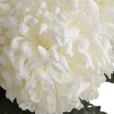 Large White Single Stem Chrysanthemum