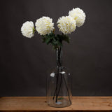 Large White Single Stem Chrysanthemum
